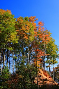 外援秀全能！球队依靠外援发挥，战胜对手