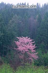 篮球巨星受伤将缺席接下来比赛